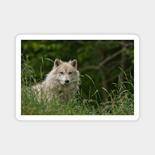 Arctic Wolf Magnet