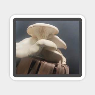 Oyster Mushroom Magnet