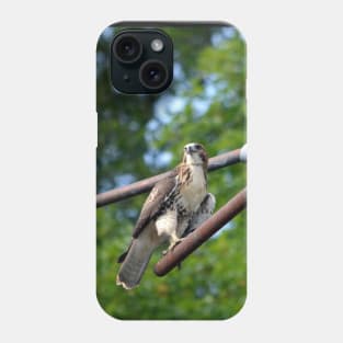 Red Tail Hawk Phone Case