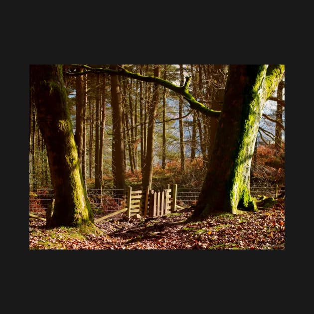 forest woodland win hill peak district in the Autumn sun light by Simon-dell