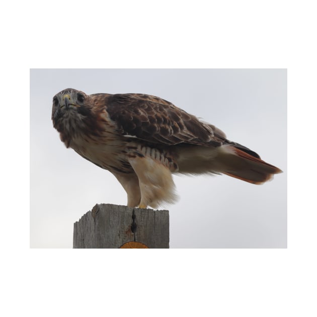 Red-Tailed Hawk by Judy Geller