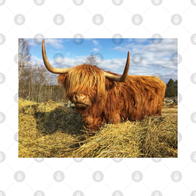 Scottish Highland Cattle Cow 2355 by SaarelaHighland