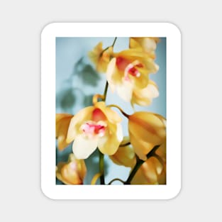 Orchids Magnet