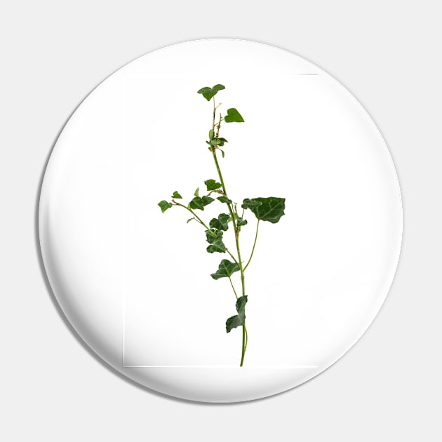 Ivy branch isolated on a white background Pin by AnaMOMarques