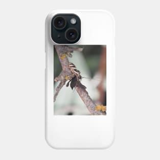 Zebra Jumper spider with prey (caddisfly) Phone Case