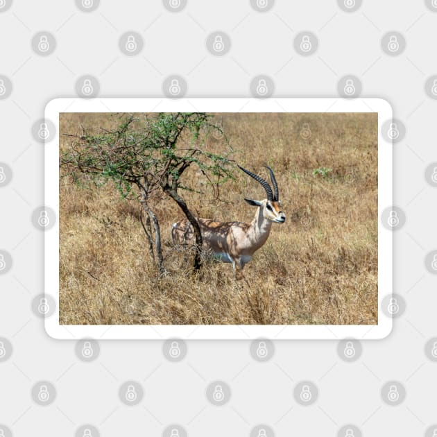 Wild Gazelle in Tanzania Magnet by SafariByMarisa