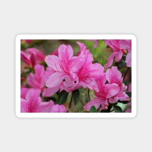 Smiling Azalea Magnet