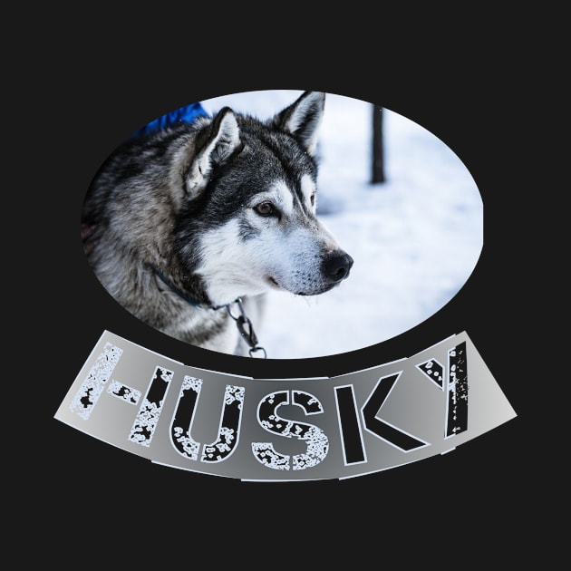 Husky by aboss