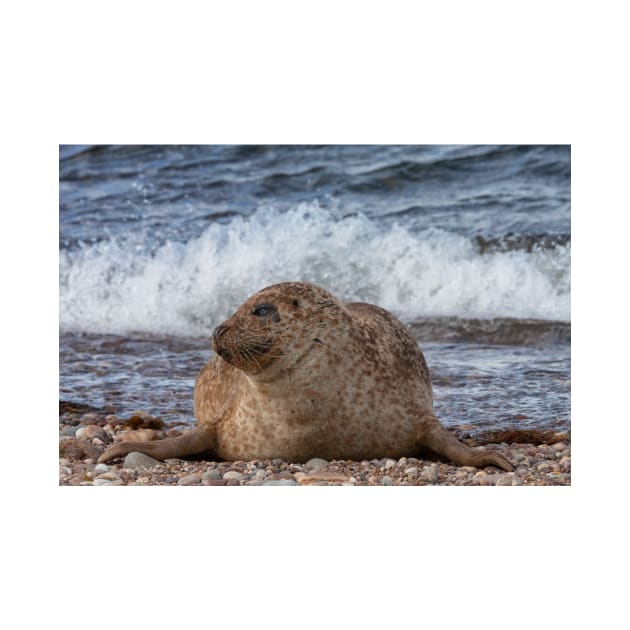 A common seal at Portgordon Scotland by dianecmcac