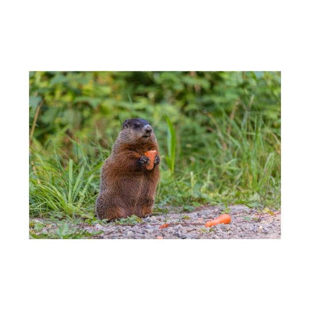 The Beaver eating a carrot by josefpittner