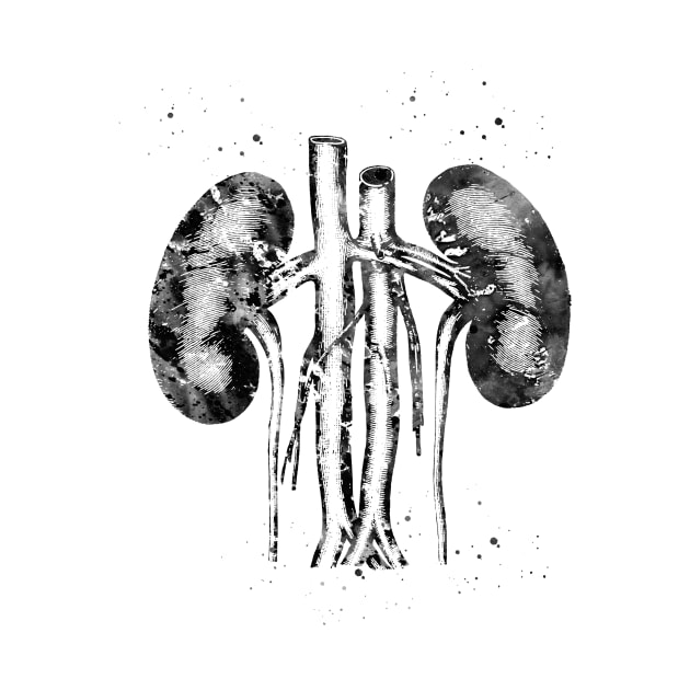 Kidneys anatomy by erzebeth