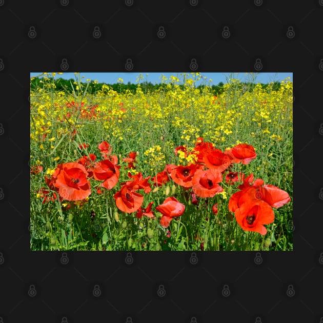 Poppies by jojobob