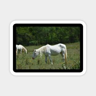 Wild Horse Magnet