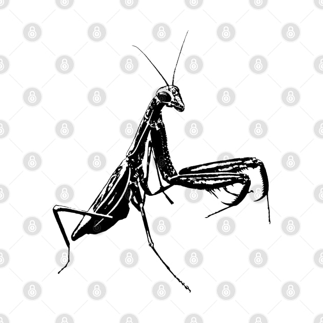 Mantis / Insect by R LANG GRAPHICS