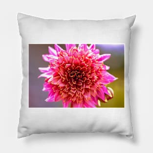 Pink powder-puff dahlia Pillow