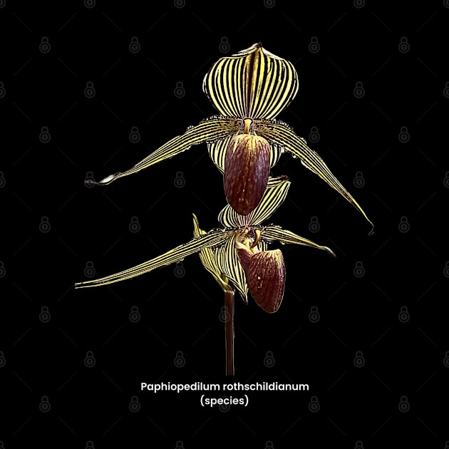 Paphiopedilum rothschildianum by OrchidsInPrint