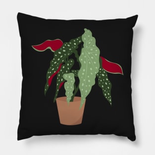 Begonia maculata plant in a pot Pillow