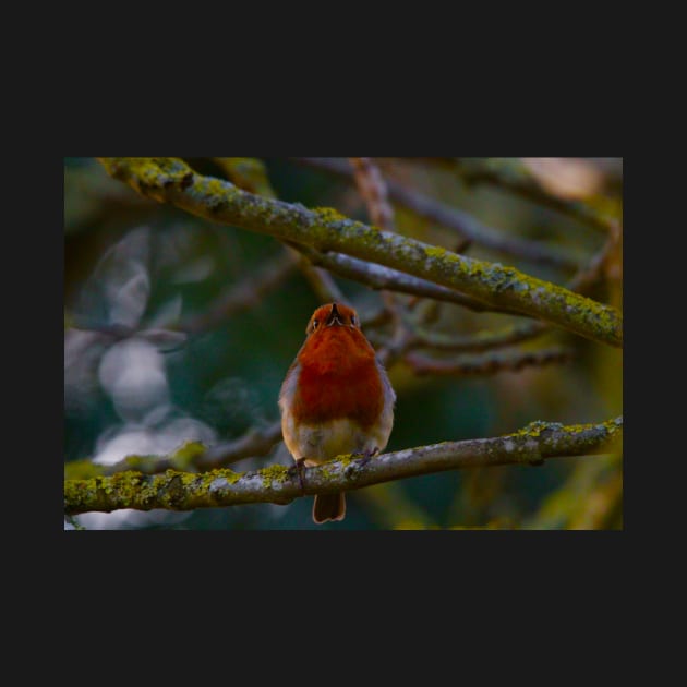 beautiful red breasted robin in mid song on tree branch by acolename1