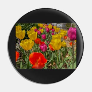 Variety of Colored Tulips Pin