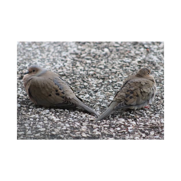 Doves having a Temporary falling Out by Judy Geller