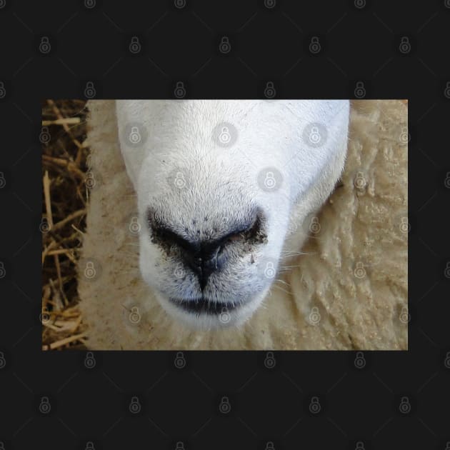 Sheep Snout 3 by AH64D