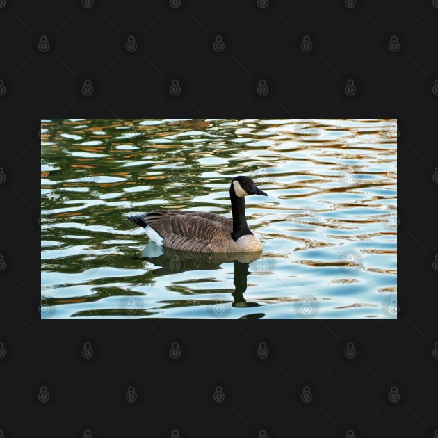 Canada Goose Swimming In The Water. by BackyardBirder