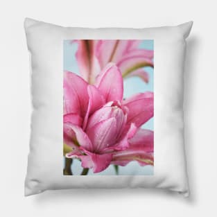 Lilium  Roselily Isabella  Double Oriental hybrid Lily Pillow