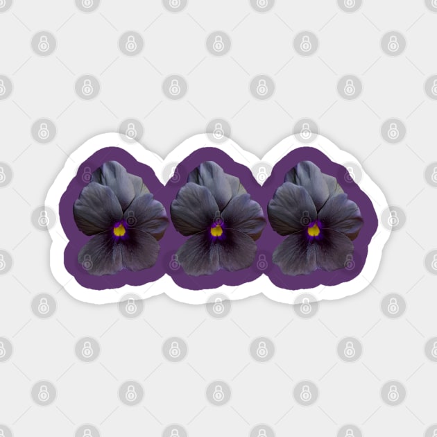 Three Black Viola Flowers Floral Photo Magnet by ellenhenryart