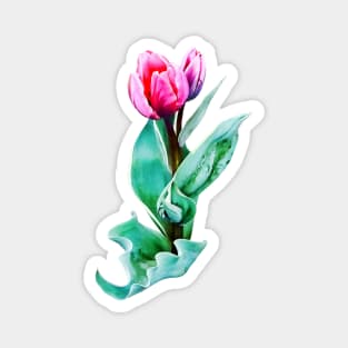 Shy Little Tulip Magnet