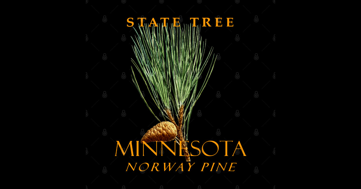 Minnesota Territory Tree The Norway Pine - Norway Pine - Sticker ...