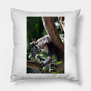 Koala - Just A Taste Pillow