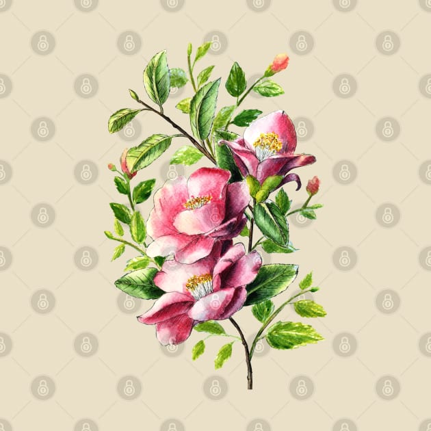 Pink Camellia Flowers Watercolor Painting by Ratna Arts