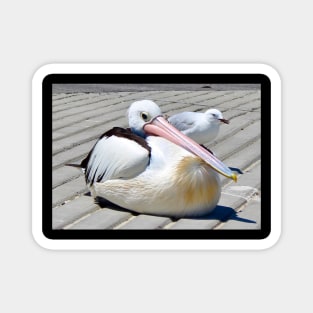 The Pelican and the Seagull! Magnet