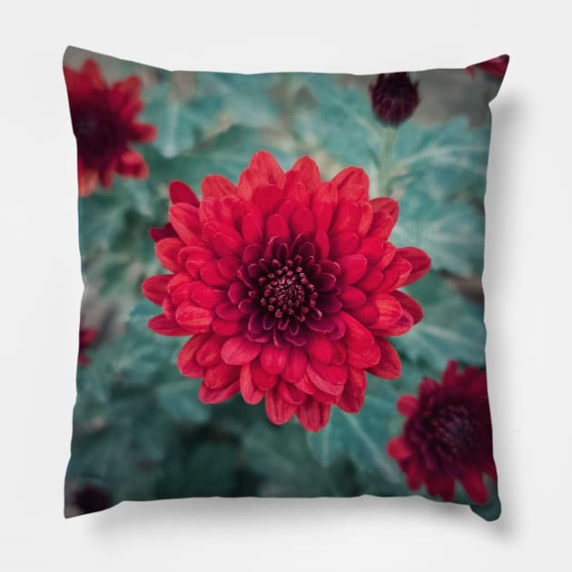 red chrysanths Pillow by psychoshadow
