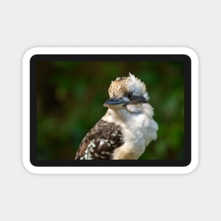 Laughing Kookaburra Portrait, Maleny Queensland Magnet