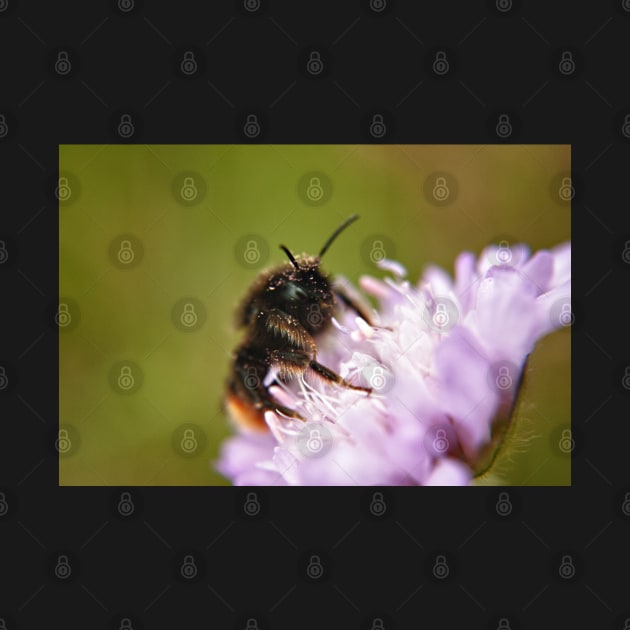 Pollen Covered Bee macro by InspiraImage