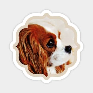 Cavalier King Charles Spaniel Magnet