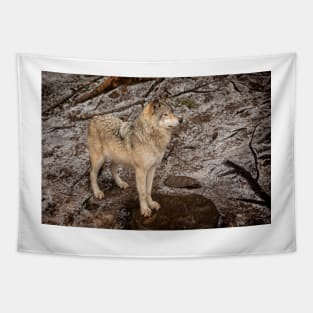 Grey Wolf Tapestry