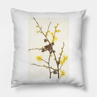 Witch-hazel - Botanical Illustration Pillow