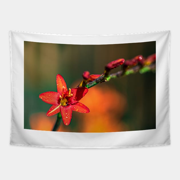 Red Crocosmia with Yellow Stripe Tapestry by blossomcophoto