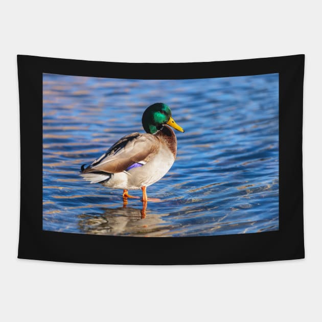 Mallard Tapestry by jvnimages