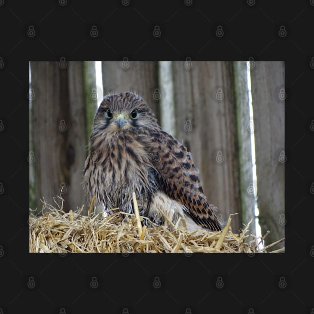 Fledgling Kestrel by AH64D