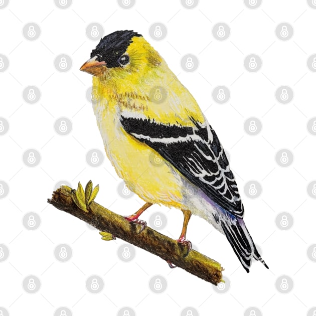 American Goldfinch Drawing (no background) by EmilyBickell