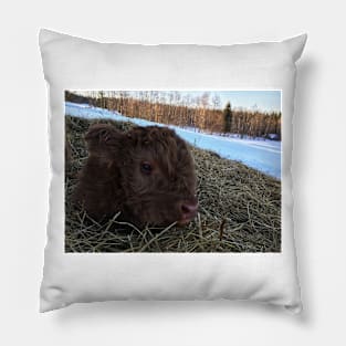 Scottish Highland Cattle Calf 1722 Pillow