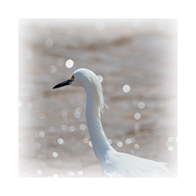 Profile of a Snowy Egret by Debra Martz by Debra Martz