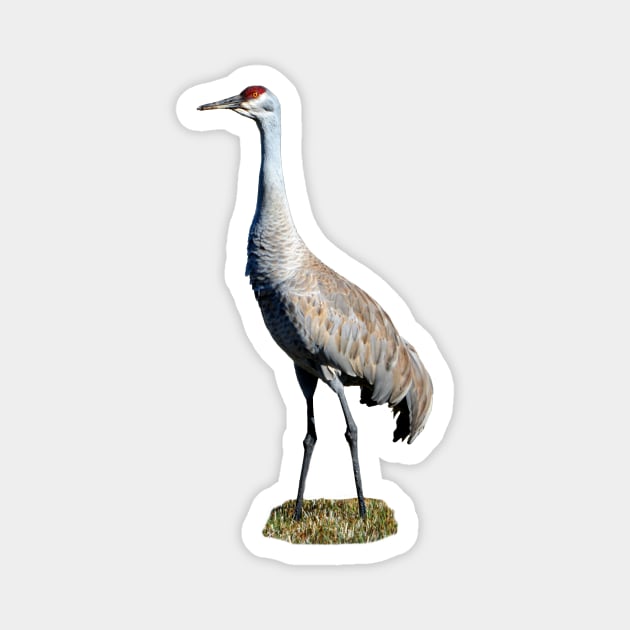 Sandhill Crane Phoot Magnet by DeniseBruchmanPhotography