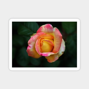 Blooming Rose Magnet