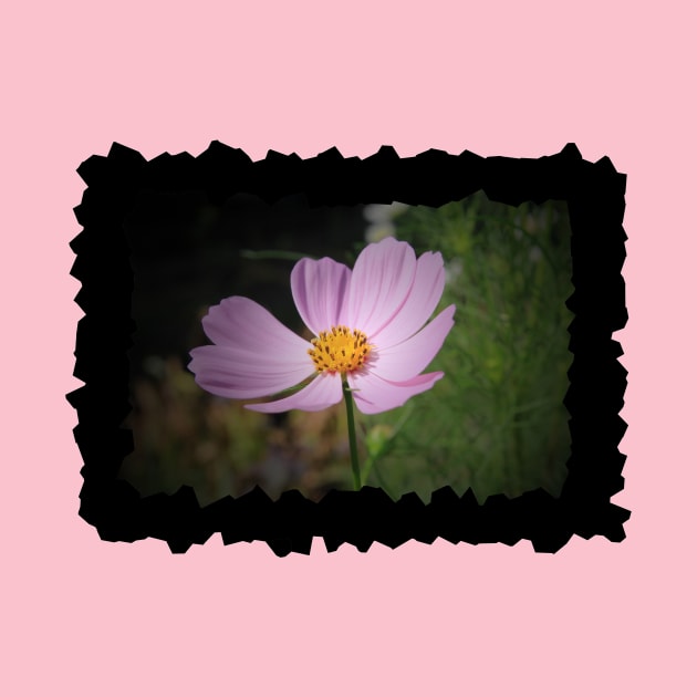 Cosmos Flower by SartorisArt1