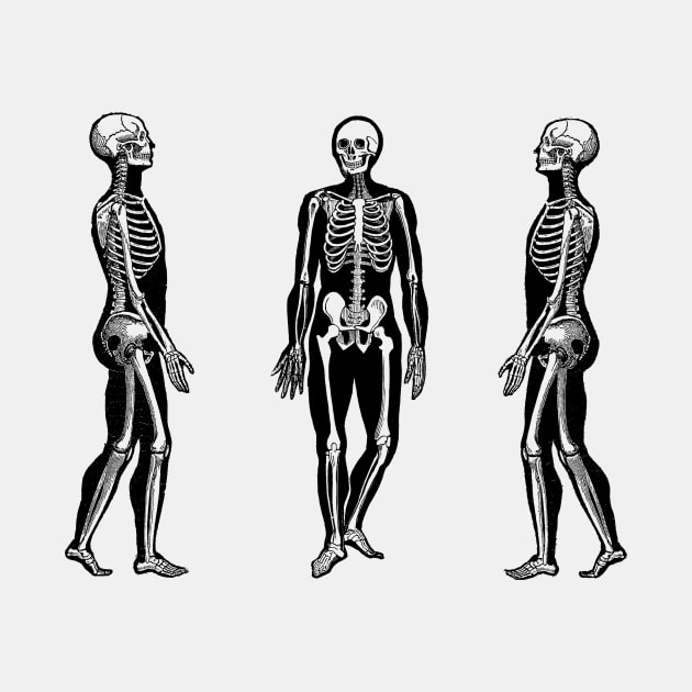 Side View Skeleton - Vintage Anatomy by Vintage Anatomy Prints