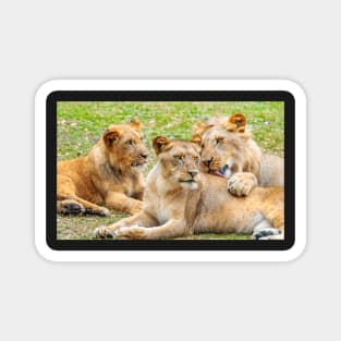 Lions Magnet